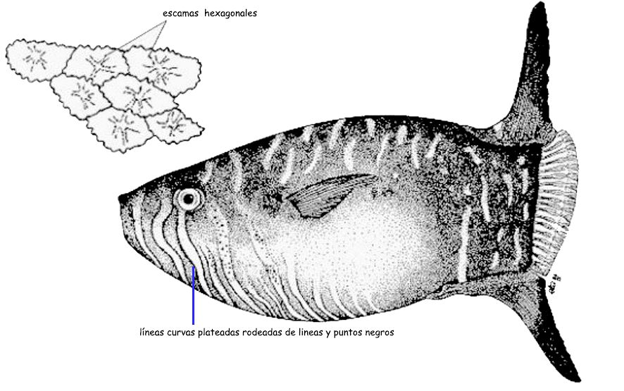 Ranzania laevis_01.jpg